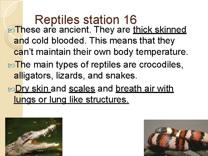 Reptiles station 16 These are ancient. They are thick skinned and cold blooded. This