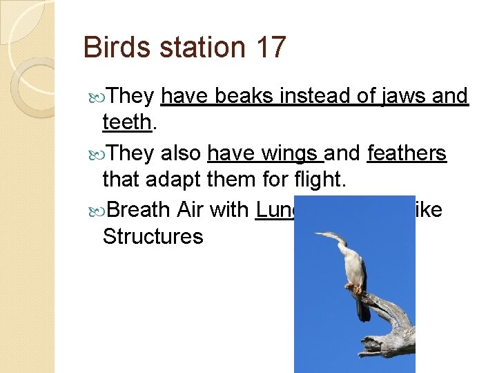 Birds station 17 They have beaks instead of jaws and teeth. They also have