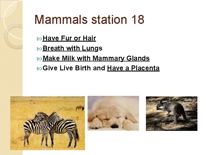 Mammals station 18 Have Fur or Hair Breath with Lungs Make Milk with Mammary