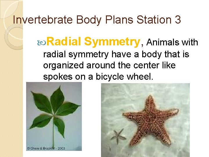 Invertebrate Body Plans Station 3 Radial Symmetry, Animals with radial symmetry have a body