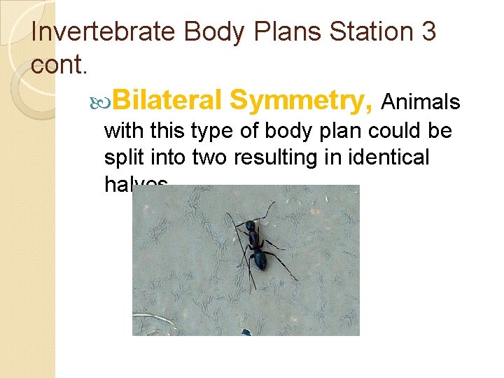 Invertebrate Body Plans Station 3 cont. Bilateral Symmetry, Animals with this type of body