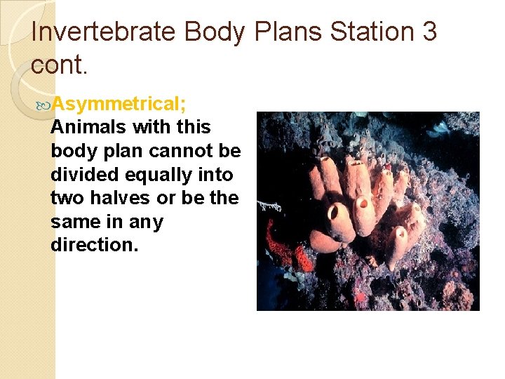 Invertebrate Body Plans Station 3 cont. Asymmetrical; Animals with this body plan cannot be