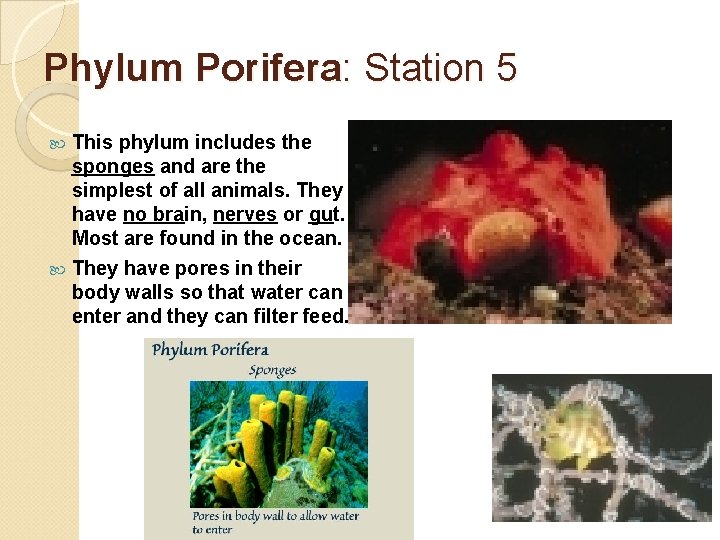 Phylum Porifera: Station 5 This phylum includes the sponges and are the simplest of