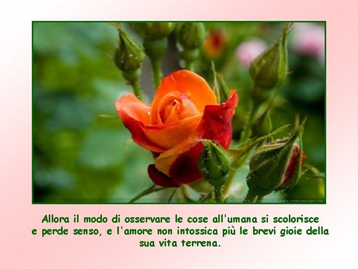 Allora il modo di osservare le cose all'umana si scolorisce e perde senso, e Allora il modo di osservare le cose all'umana si scolorisce e perde senso, e