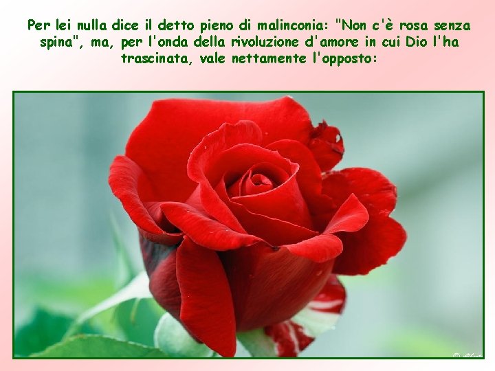 Per lei nulla dice il detto pieno di malinconia: "Non c'è rosa senza spina", Per lei nulla dice il detto pieno di malinconia: "Non c'è rosa senza spina",