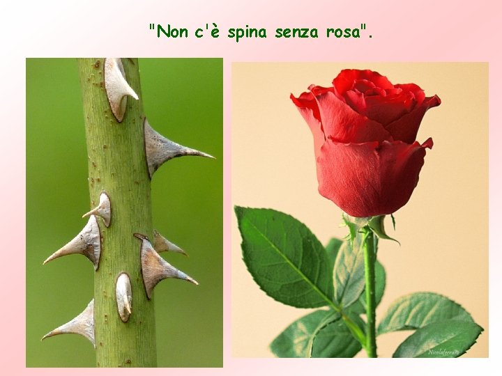 "Non c'è spina senza rosa". "Non c'è spina senza rosa".