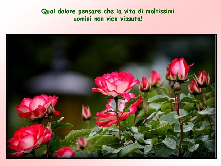 Qual dolore pensare che la vita di moltissimi uomini non vien vissuta! Qual dolore pensare che la vita di moltissimi uomini non vien vissuta!