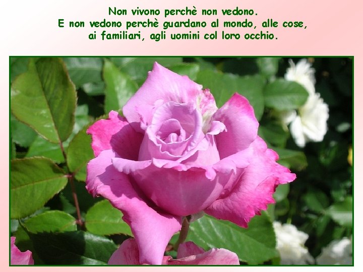 Non vivono perchè non vedono. E non vedono perchè guardano al mondo, alle cose, Non vivono perchè non vedono. E non vedono perchè guardano al mondo, alle cose,