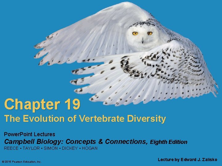 Chapter 19 The Evolution of Vertebrate Diversity Power. Point Lectures Campbell Biology: Concepts &