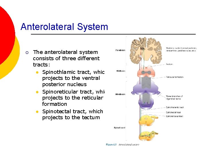 Anterolateral System ¡ The anterolateral system consists of three different tracts: l Spinothlamic tract,