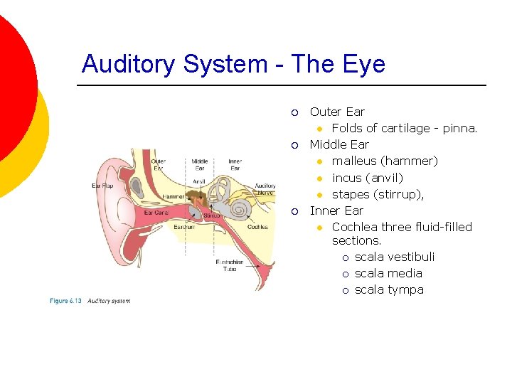 Auditory System - The Eye ¡ ¡ ¡ Outer Ear l Folds of cartilage