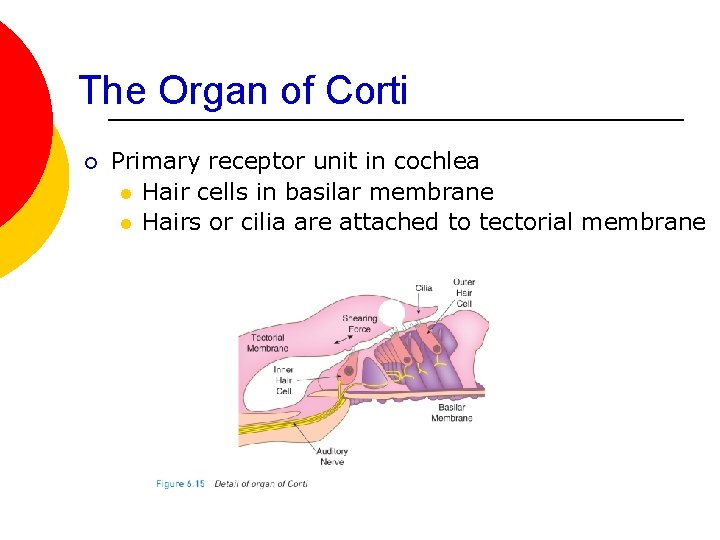 The Organ of Corti ¡ Primary receptor unit in cochlea l Hair cells in