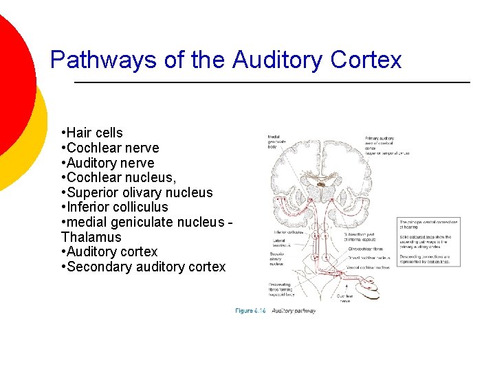 Pathways of the Auditory Cortex • Hair cells • Cochlear nerve • Auditory nerve