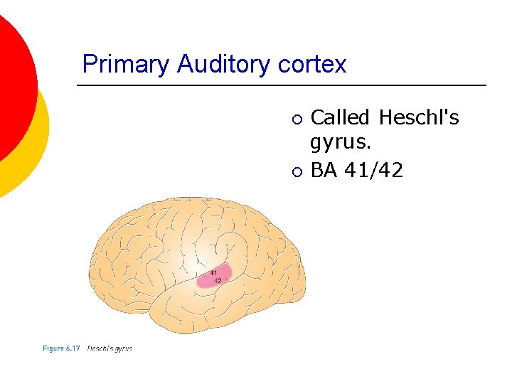 Primary Auditory cortex ¡ ¡ Called Heschl's gyrus. BA 41/42 