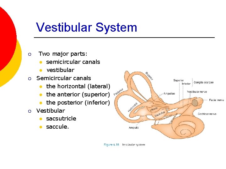 Vestibular System ¡ ¡ ¡ Two major parts: l semicircular canals l vestibular Semicircular