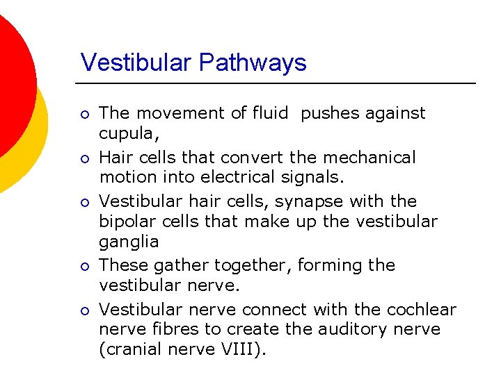 Vestibular Pathways ¡ ¡ ¡ The movement of fluid pushes against cupula, Hair cells