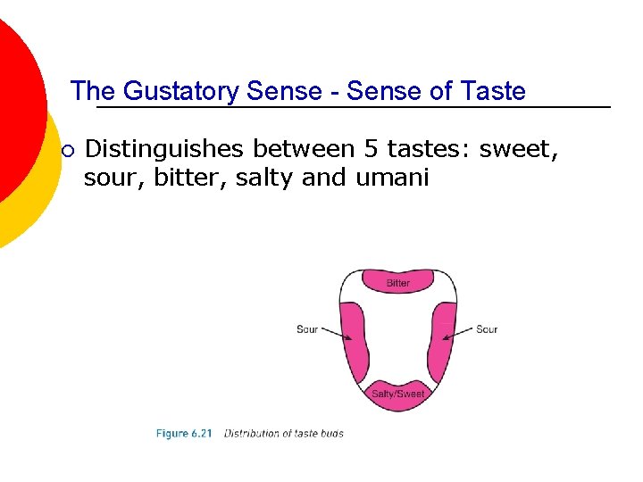The Gustatory Sense - Sense of Taste ¡ Distinguishes between 5 tastes: sweet, sour,