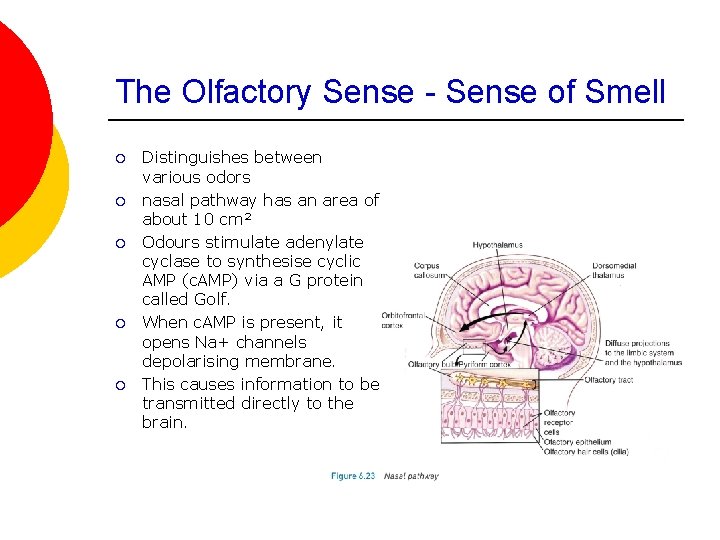 The Olfactory Sense - Sense of Smell ¡ ¡ ¡ Distinguishes between various odors