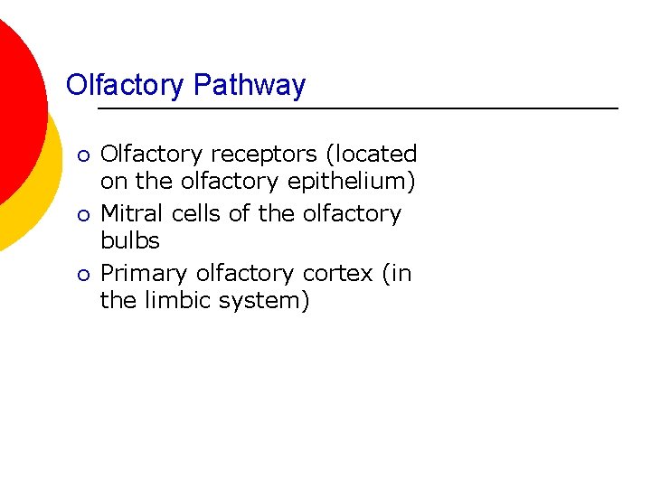 Olfactory Pathway ¡ ¡ ¡ Olfactory receptors (located on the olfactory epithelium) Mitral cells