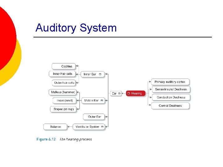 Auditory System 