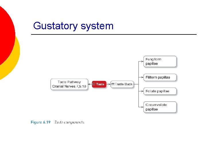 Gustatory system 