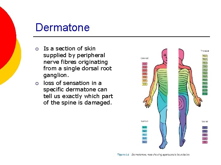 Dermatone ¡ ¡ Is a section of skin supplied by peripheral nerve fibres originating