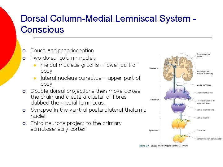 Dorsal Column-Medial Lemniscal System Conscious ¡ ¡ ¡ Touch and proprioception Two dorsal column