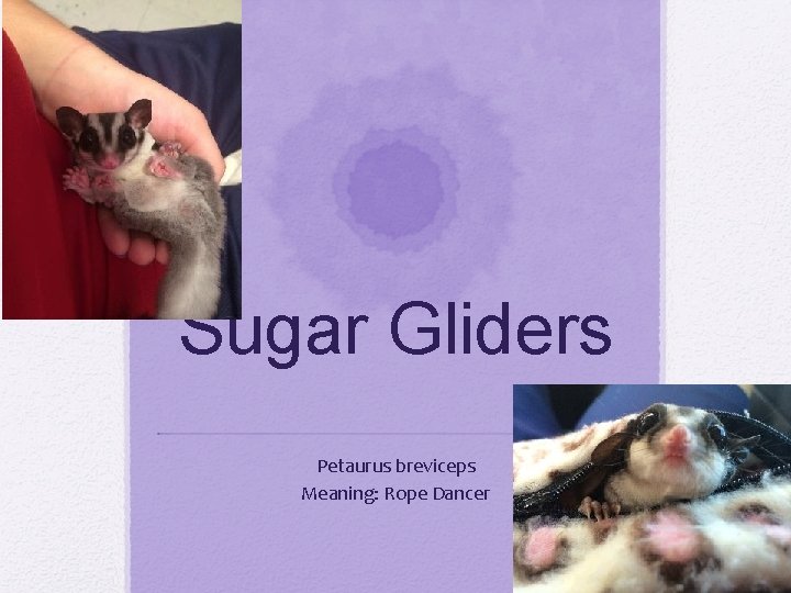 Sugar Gliders Petaurus breviceps Meaning: Rope Dancer 