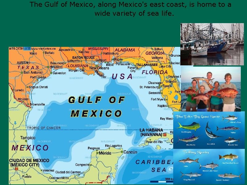 The Gulf of Mexico, along Mexico's east coast, is home to a wide variety