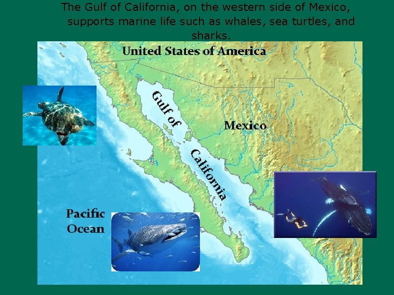 The Gulf of California, on the western side of Mexico, supports marine life such