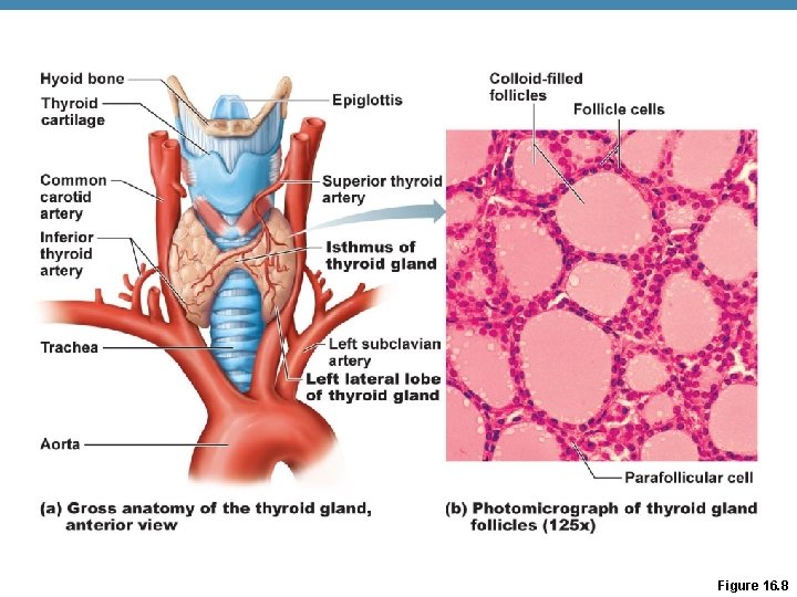Figure 16. 8 Figure 16. 8