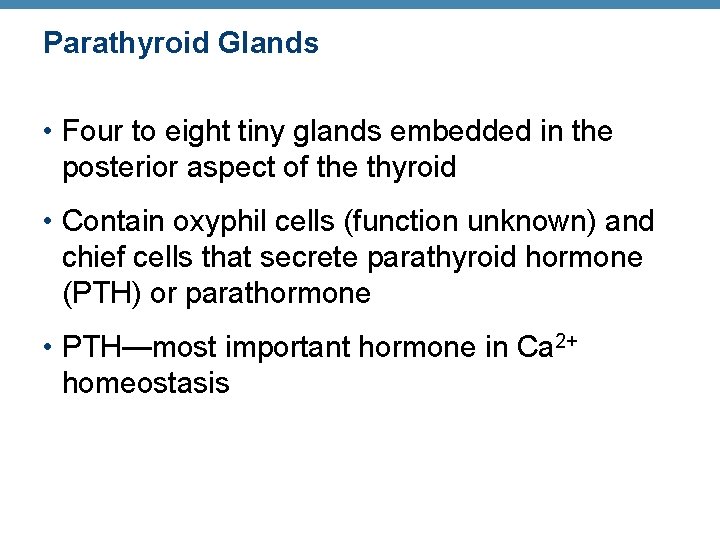 Parathyroid Glands • Four to eight tiny glands embedded in the posterior aspect of Parathyroid Glands • Four to eight tiny glands embedded in the posterior aspect of