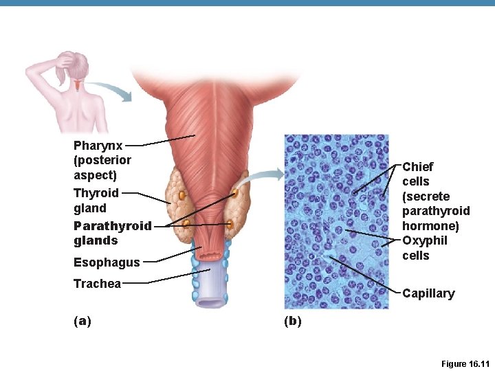 Pharynx (posterior aspect) Thyroid gland Parathyroid glands Chief cells (secrete parathyroid hormone) Oxyphil cells Pharynx (posterior aspect) Thyroid gland Parathyroid glands Chief cells (secrete parathyroid hormone) Oxyphil cells