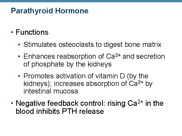 Parathyroid Hormone • Functions • Stimulates osteoclasts to digest bone matrix • Enhances reabsorption Parathyroid Hormone • Functions • Stimulates osteoclasts to digest bone matrix • Enhances reabsorption