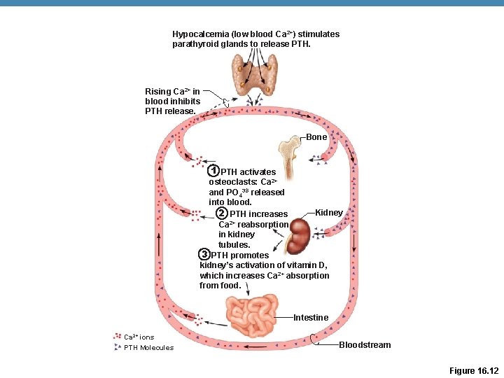 Hypocalcemia (low blood Ca 2+) stimulates parathyroid glands to release PTH. Rising Ca 2+ Hypocalcemia (low blood Ca 2+) stimulates parathyroid glands to release PTH. Rising Ca 2+