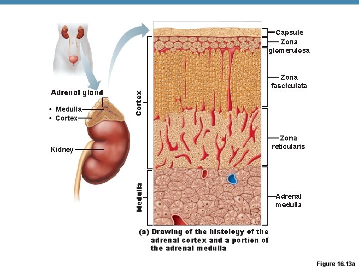 Capsule Zona glomerulosa • Medulla • Cortex Adrenal gland Zona fasciculata Zona reticularis Medulla Capsule Zona glomerulosa • Medulla • Cortex Adrenal gland Zona fasciculata Zona reticularis Medulla