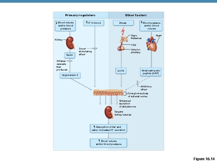 Primary regulators Blood volume and/or blood pressure Other factors K+ in blood Stress Blood Primary regulators Blood volume and/or blood pressure Other factors K+ in blood Stress Blood