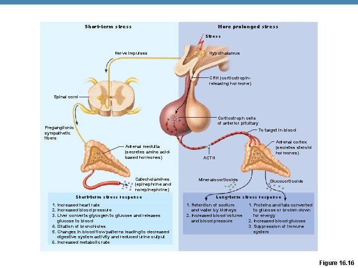 Short-term stress More prolonged stress Stress Nerve impulses Hypothalamus CRH (corticotropinreleasing hormone) Spinal cord Short-term stress More prolonged stress Stress Nerve impulses Hypothalamus CRH (corticotropinreleasing hormone) Spinal cord