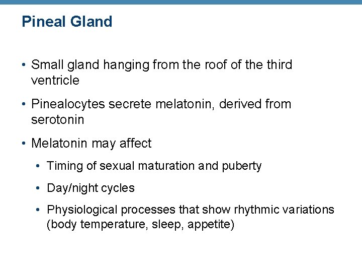 Pineal Gland • Small gland hanging from the roof of the third ventricle • Pineal Gland • Small gland hanging from the roof of the third ventricle •