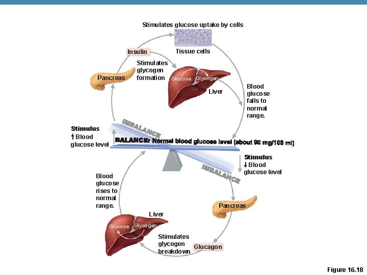 Stimulates glucose uptake by cells Tissue cells Insulin Pancreas Stimulates glycogen formation Glucose Glycogen Stimulates glucose uptake by cells Tissue cells Insulin Pancreas Stimulates glycogen formation Glucose Glycogen