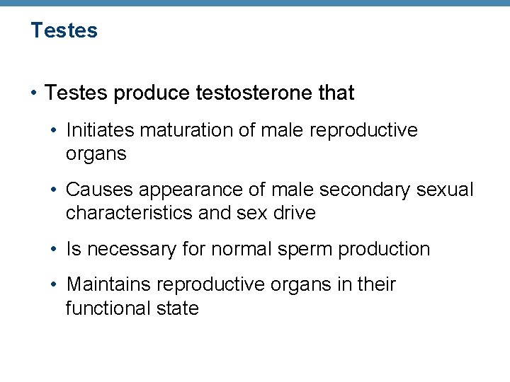 Testes • Testes produce testosterone that • Initiates maturation of male reproductive organs • Testes • Testes produce testosterone that • Initiates maturation of male reproductive organs •