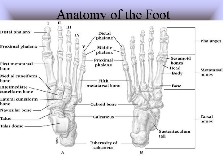 Anatomy of the Foot 