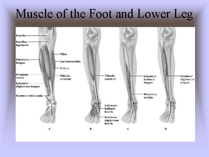 Muscle of the Foot and Lower Leg 