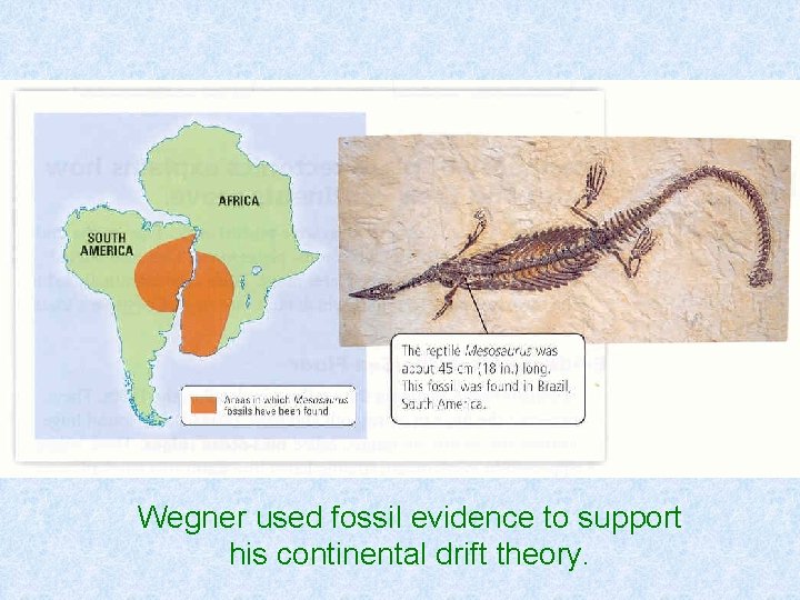 Wegner used fossil evidence to support his continental drift theory. 