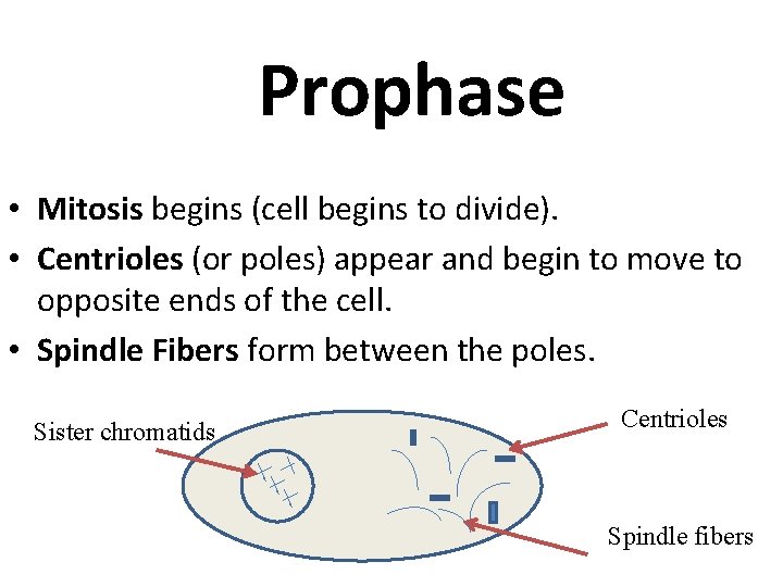 Prophase • Mitosis begins (cell begins to divide). • Centrioles (or poles) appear and