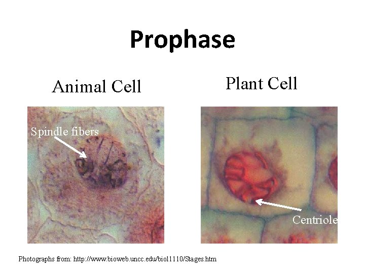 Prophase Animal Cell Plant Cell Spindle fibers Centrioles Photographs from: http: //www. bioweb. uncc.