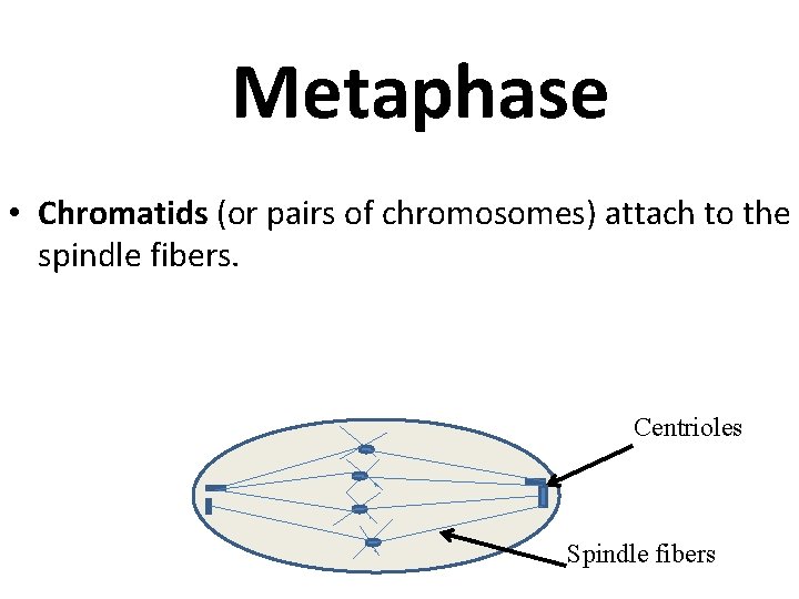 Metaphase • Chromatids (or pairs of chromosomes) attach to the spindle fibers. Centrioles Spindle