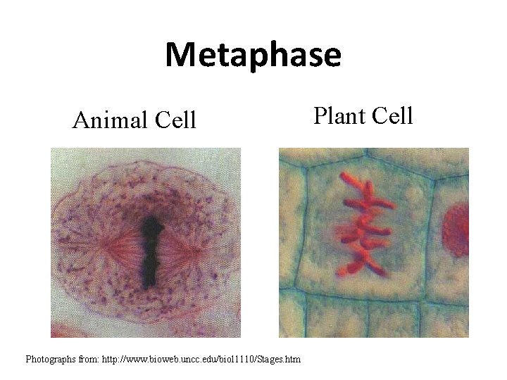 Metaphase Animal Cell Photographs from: http: //www. bioweb. uncc. edu/biol 1110/Stages. htm Plant Cell