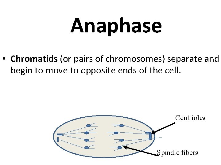 Anaphase • Chromatids (or pairs of chromosomes) separate and begin to move to opposite