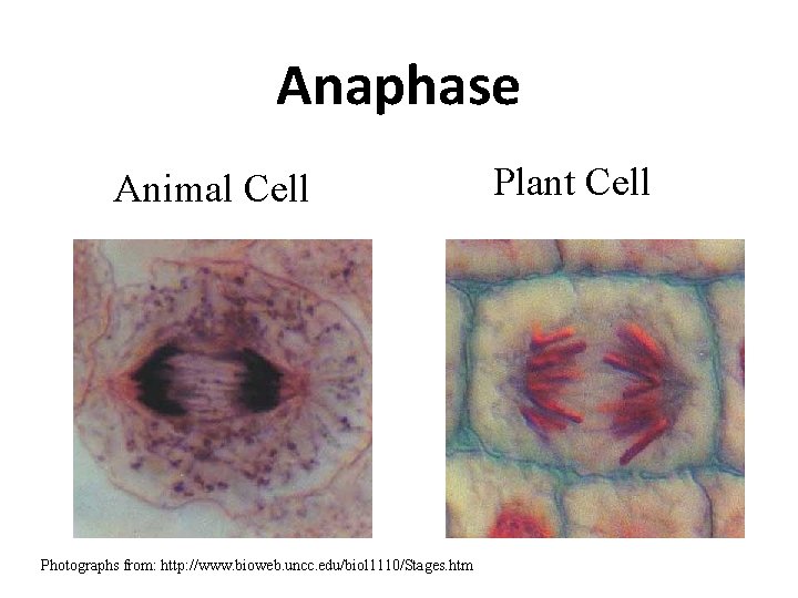 Anaphase Animal Cell Photographs from: http: //www. bioweb. uncc. edu/biol 1110/Stages. htm Plant Cell